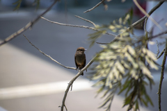 Pyrocephalus rubinus obscurus