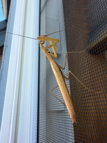 European Mantis
