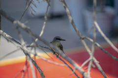 Tyrannus melancholicus