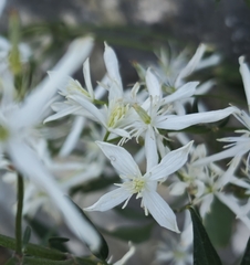 Clematis flammula, photograph author not stated, no rights reserved