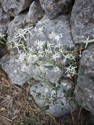 Clematis flammula, photograph 4