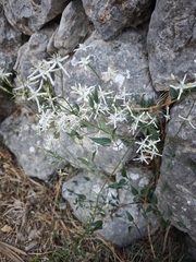 Clematis flammula, photograph author not stated, no rights reserved