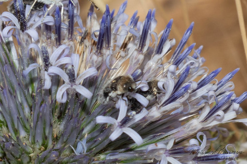 Echinops bovei