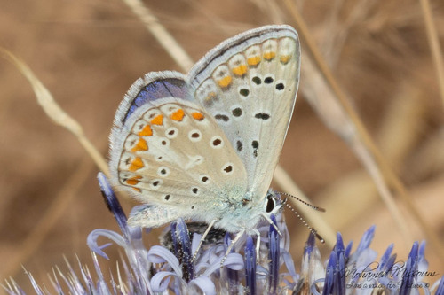 Austaut's Blue
