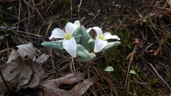 Trillium nivale