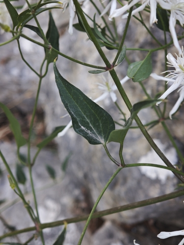 Clematis flammula, photograph 5