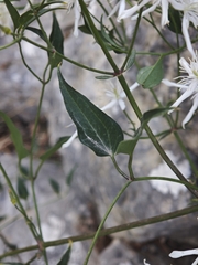 Clematis flammula, photograph author not stated, no rights reserved