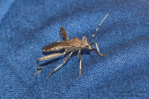 Camptopus lateralis