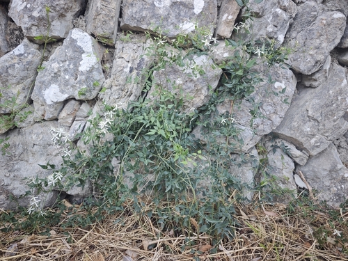Clematis flammula, photograph 6