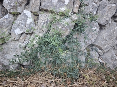 Clematis flammula, photograph author not stated, no rights reserved