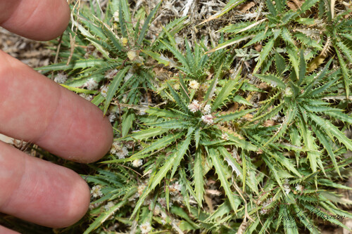 Atractylis caespitosa