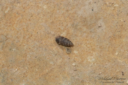 Granopupa granum