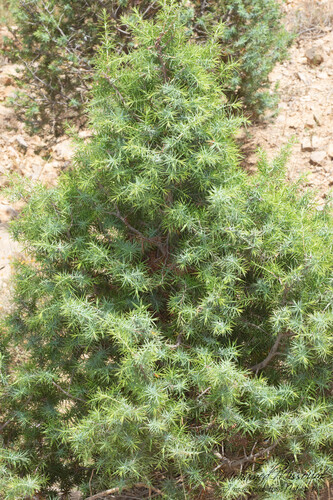 western prickly juniper