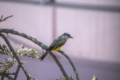 Tyrannus melancholicus