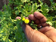 Grangea maderaspatana