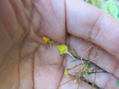 Linaria spartea