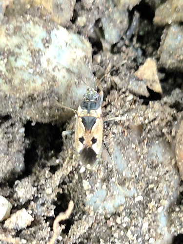 bright-spotted groundbug