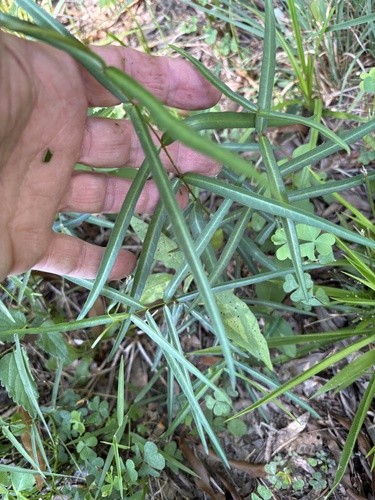 Thyrsanthella difformis, photograph 3