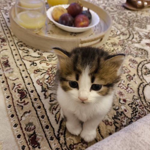Domestic Cat