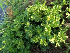 Grangea maderaspatana