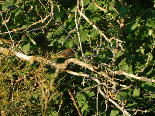 Rose-breasted Grosbeak