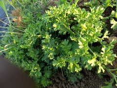Grangea maderaspatana