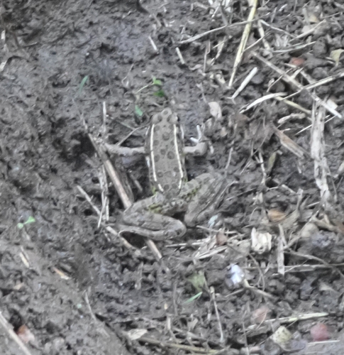 Plains Leopard Frog