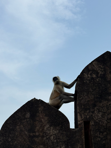 Bengal Sacred Langur