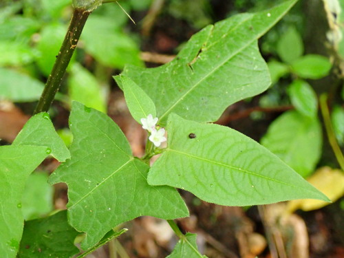 Persicaria thunbergii, photograph 3