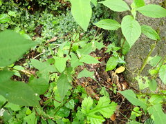 (c) W Rao, some rights reserved (CC BY) Persicaria thunbergii, photograph (c) W Rao, some rights reserved (CC BY)