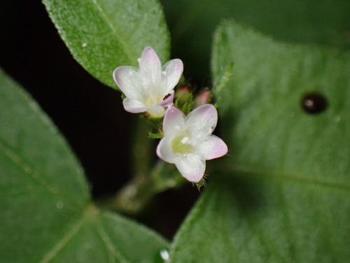 Persicaria thunbergii, photograph 2
