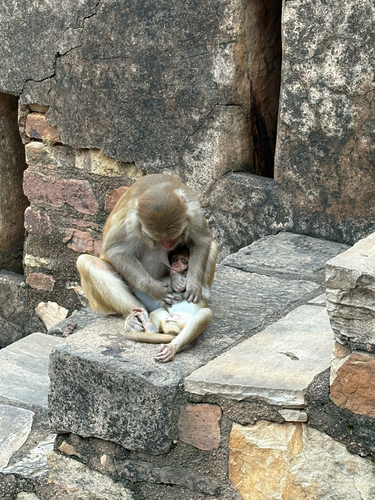 Rhesus Macaque