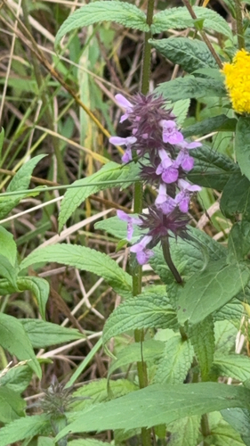 Marsh Woundwort