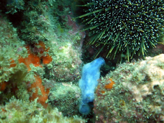 Asterocarpa coerulea