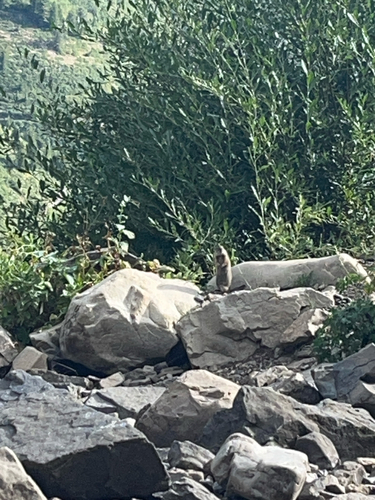 Uinta Ground Squirrel observed by kadenscott