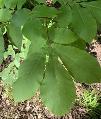 Carya ovalis
