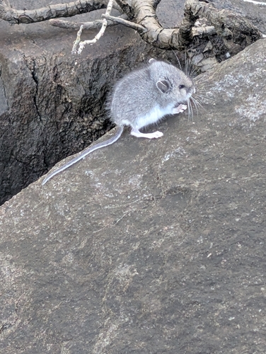 Eastern Deermouse