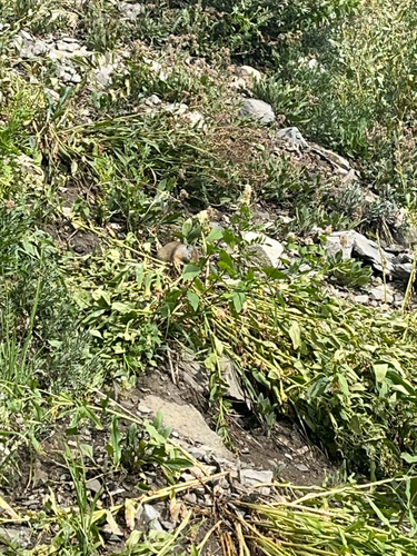 Uinta Ground Squirrel observed by kadenscott