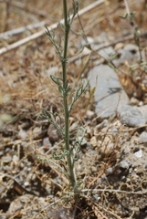 Crupina crupinastrum
