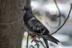 Columba livia domestica