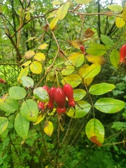 Rosa moyesii, photograph author not stated, no rights reserved