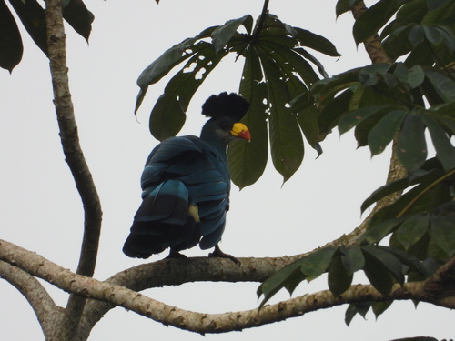 Great Blue Turaco