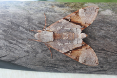 Manduca lefeburii