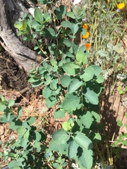 Symphoricarpos albus albus