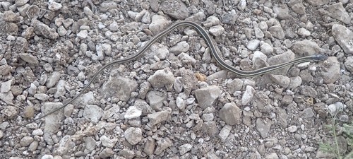 Western Ribbon Snake