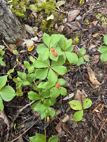 Canadian bunchberry