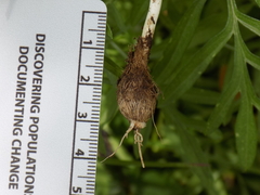 Allium fraseri