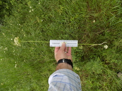 Allium fraseri