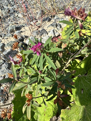 Trifolium lupinaster, photograph 5