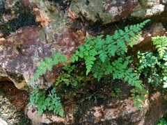 Myriopteris microphylla